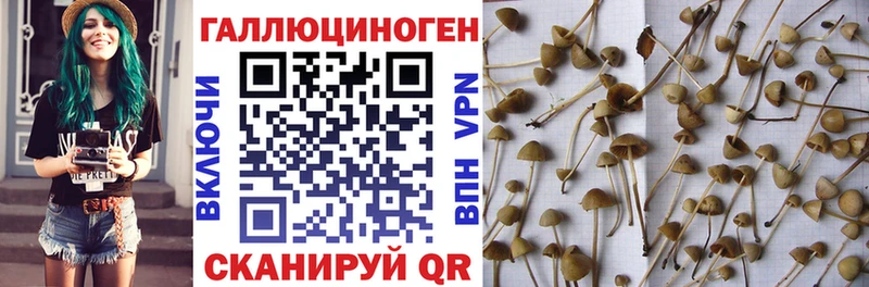 Псилоцибиновые грибы Psilocybine cubensis  Гусев 